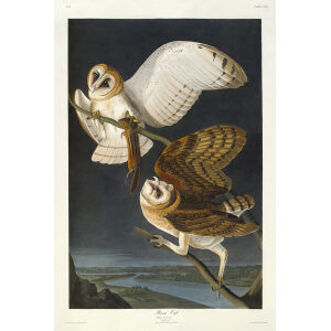 John James Audubon Birds of America Plate 171 Barn Owl Giclée Print