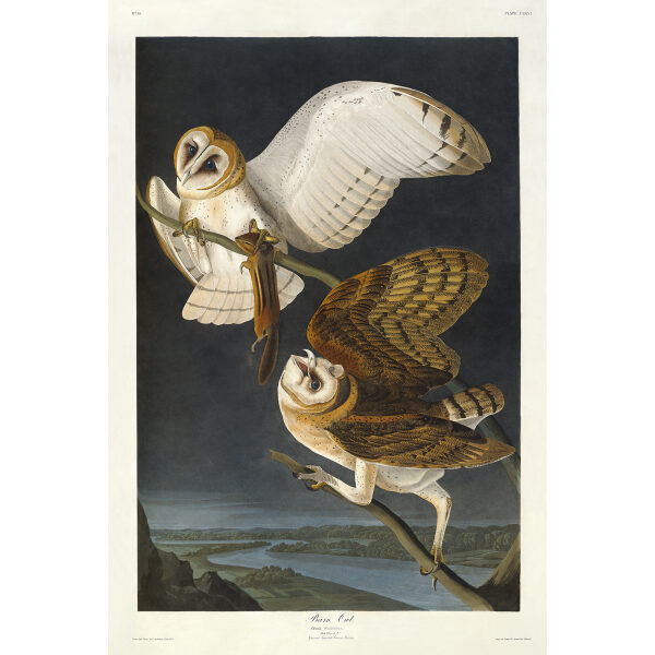 John James Audubon Birds of America Plate 171 Barn Owl Giclée Print