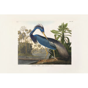 John James Audubon Birds of America Plate 217 Louisiana Heron Giclée Print
