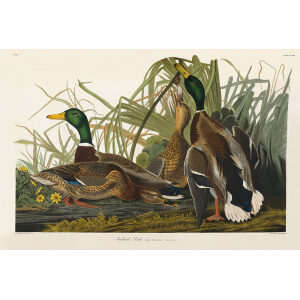 John James Audubon Birds of America Plate 221 Mallard Duck Giclée Print