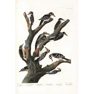 John James Audubon Birds of America Plate 417 Woodpecker Giclée Print