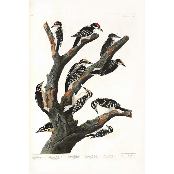 John James Audubon Birds of America Plate 417 Woodpecker Giclée Print