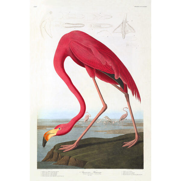 John James Audubon Birds of America Plate 431 American Flamingo Giclée Print