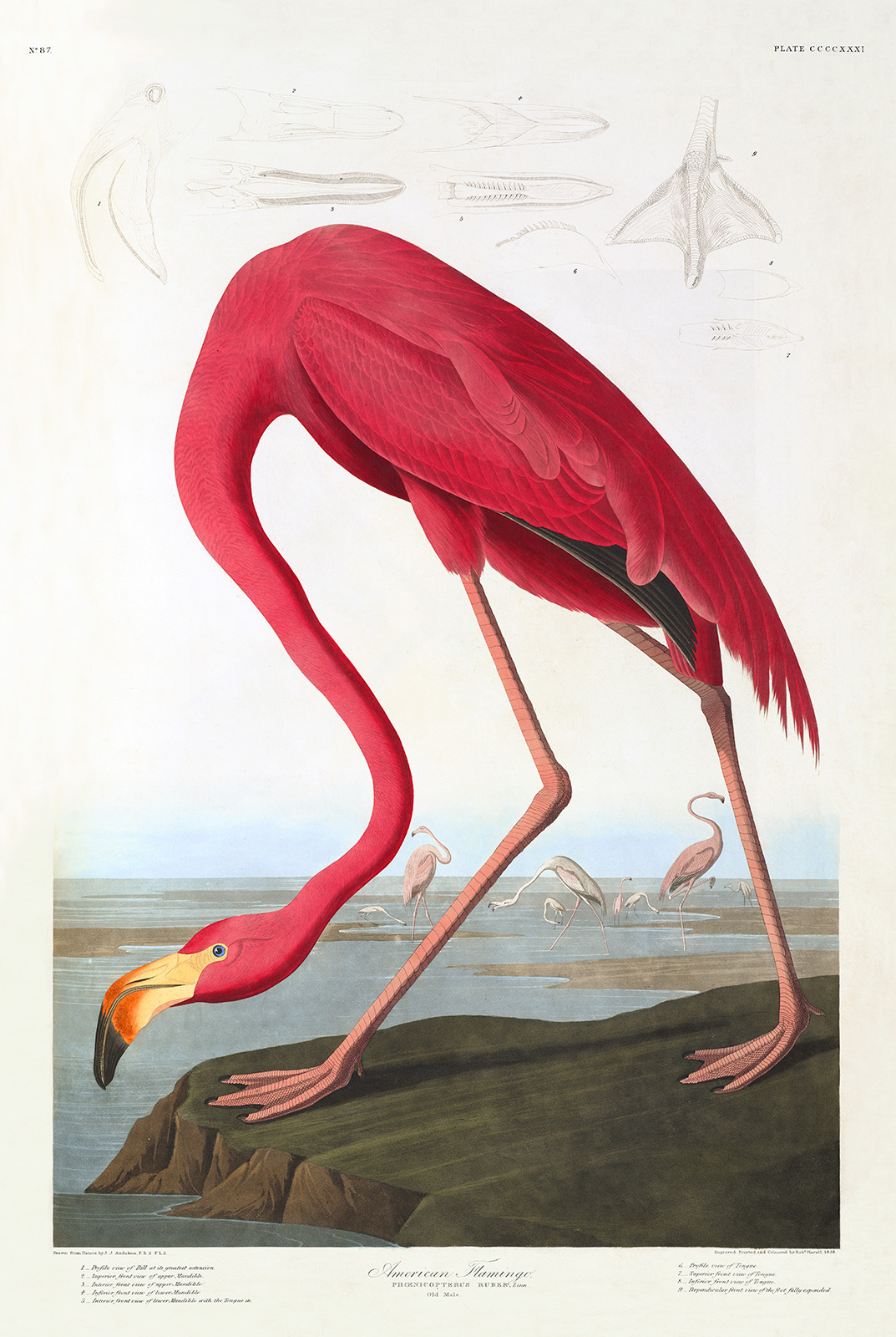 Audubon 431 American Flamingo (DEF) Heritage