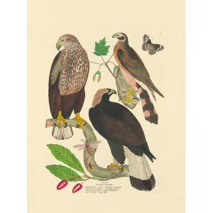 Captain Brown - Falco