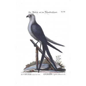 Seligmann - Der Habicht mit dem Schwalbenschwanz
