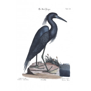 Seligmann Gatesby - Der Blaue Reiger - Sammlung verschiedener ausländischer und seltener Vögel - Museum quality giclee print - Facsimile Giclee