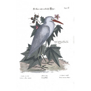 Seligmann Catesby - Der kleinere Weisse Carolinische Reijger - Sammlung verschiedener ausländischer und seltener Vögel - Museum quality giclee print - Facsimile Giclee