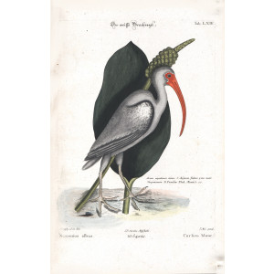 Seligmann - Der weisse Brachvogel