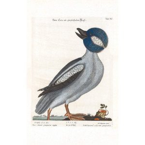 Seligmann - Kleine Ente mit purpurfarben Kop