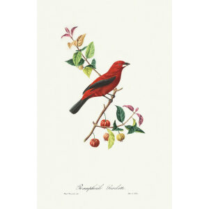 Descourtilz - Ramphocèle Scarlatte. Brilliant Birds of Brazil or Oiseau Brillans du Brésil. Museum quality giclee print.