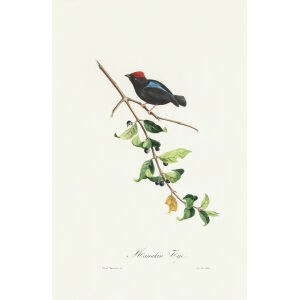 Descourtilz - Manakin Tijé Brilliant Birds of Brazil or Oiseau Brillans du Brésil. Museum quality giclee print.