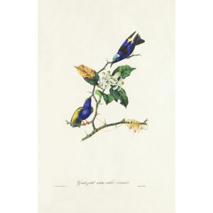 Descourtilz - Guit guit aux ailes variées Brilliant Birds of Brazil or Oiseau Brillans du Brésil. Museum quality giclee print.