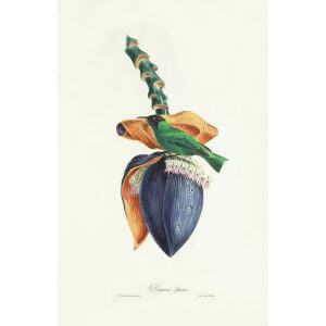 Descourtilz - Daonis Spize Brilliant Birds of Brazil or Oiseau Brillans du Brésil. Museum quality giclee print.