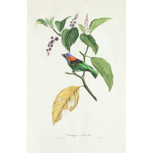 Descourtilz - Tangara à Tête bleue, Brilliant Birds of Brazil or Oiseau Brillans du Brésil. Museum quality giclee print.