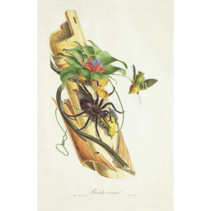 Descourtilz - Pardalote Couronné Brilliant Birds of Brazil or Oiseau Brillans du Brésil. Museum quality giclee print.