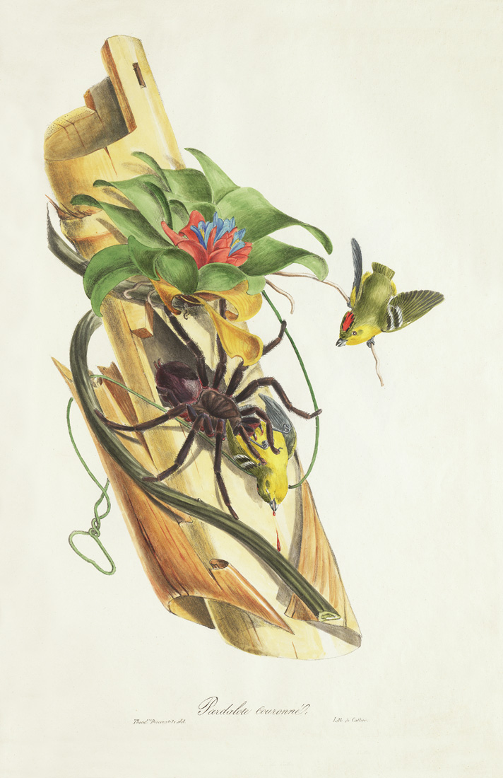 Descourtilz - Pardalote Couronné Brilliant Birds of Brazil or Oiseau Brillans du Brésil. Museum quality giclee print.