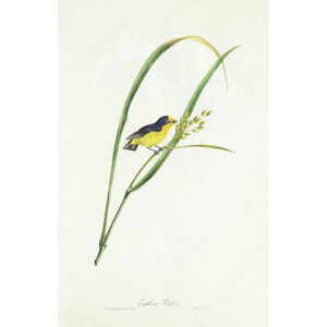 Descourtilz - Euphône Téité Brilliant Birds of Brazil or Oiseau Brillans du Brésil. Museum quality giclee print.