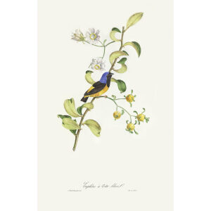 Descourtilz - Euphône à Tête bleue Brilliant Birds of Brazil or Oiseau Brillans du Brésil. Museum quality giclee print.