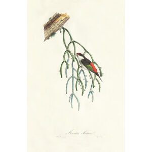 Descourtilz - Manakin Militaire Brilliant Birds of Brazil or Oiseau Brillans du Brésil. Museum quality giclee print.