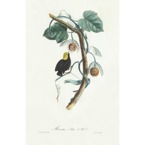 Descourtilz - Manakin à Tête d’Or Brilliant Birds of Brazil or Oiseau Brillans du Brésil. Museum quality giclee print.
