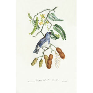 Descourtilz - Tangara Diable-enchumé. Brilliant Birds of Brazil or Oiseau Brillans du Brésil. Museum quality giclee print.