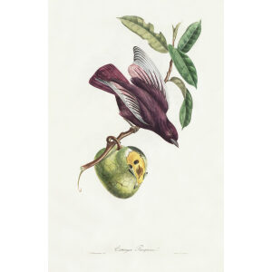 Descourtilz - Cotinga Pacapaca Brilliant Birds of Brazil or Oiseau Brillans du Brésil. Museum quality giclee print.