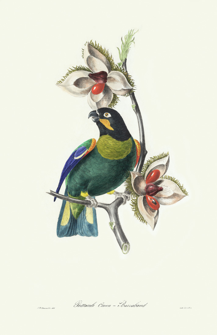 Descourtilz - Psittacule Caica-Barraband. Brilliant Birds of Brazil or Oiseau Brillans du Brésil. Museum quality giclee print.