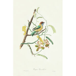 Descourtilz - Tangara Passe-Vert. Brilliant Birds of Brazil or Oiseau Brillans du Brésil. Museum quality giclee print.
