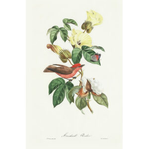 Descourtilz - Moucherolle Rubin Brilliant Birds of Brazil or Oiseau Brillans du Brésil. Museum quality giclee print.