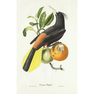Descourtilz - Cassique Huppé Brilliant Birds of Brazil or Oiseau Brillans du Brésil. Museum quality giclee print.