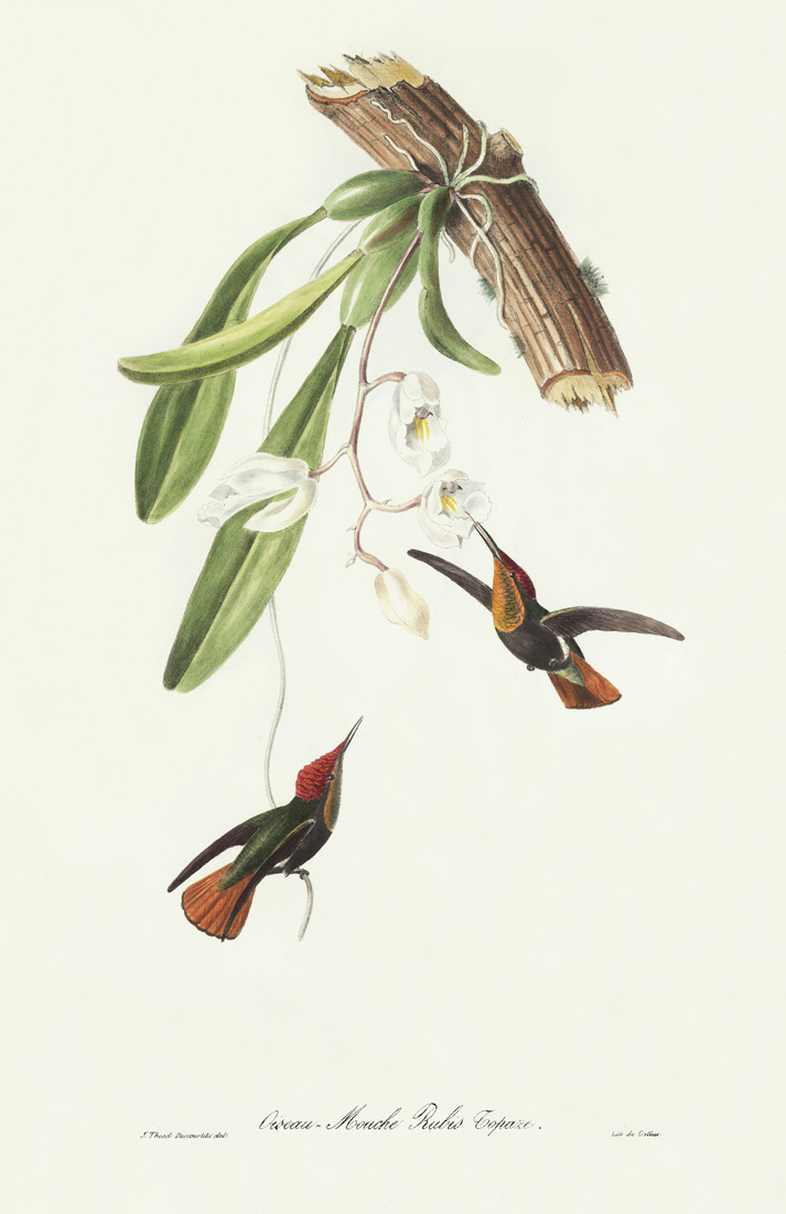 Descourtilz - Oiseau Mouche Rubis Topaze Brilliant Birds of Brazil or Oiseau Brillans du Brésil. Museum quality giclee print.