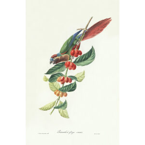 Descourtilz - Perruche à Gorge variée Brilliant Birds of Brazil or Oiseau Brillans du Brésil. Museum quality giclee print.