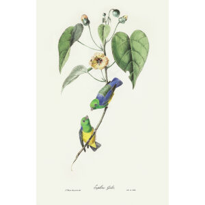 Descourtilz - Euphône Galot Brilliant Birds of Brazil or Oiseau Brillans du Brésil. Museum quality giclee print.