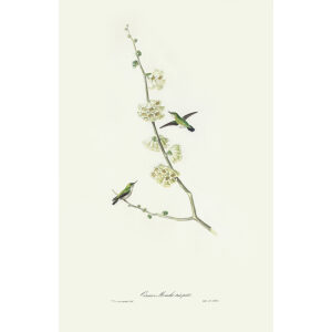 Descourtilz - Oiseau Mouche très petit Brilliant Birds of Brazil or Oiseau Brillans du Brésil. Museum quality giclee print.