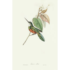 Descourtilz - Jacamar Doré Brilliant Birds of Brazil or Oiseau Brillans du Brésil. Museum quality giclee print.