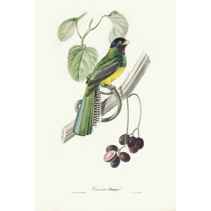 Descourtilz - Couroucou Oranga Brilliant Birds of Brazil or Oiseau Brillans du Brésil. Museum quality giclee print.
