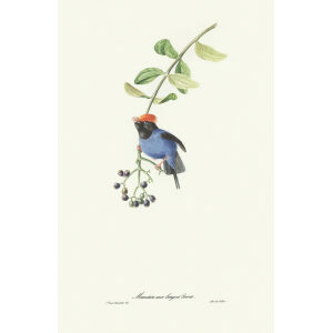 Descourtilz - Manakin aux longues Pennes Brilliant Birds of Brazil or Oiseau Brillans du Brésil. Museum quality giclee print.