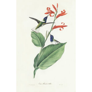 Descourtilz - Oiseau Mouche à Collier Brilliant Birds of Brazil or Oiseau Brillans du Brésil. Museum quality giclee print.