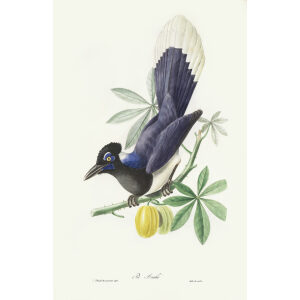 Descuortilz Birds of Brazil. Pie Acahé. Heritage Prints. Giclee Print