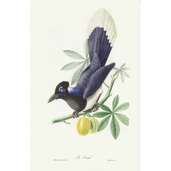 Descuortilz Birds of Brazil. Pie Acahé. Heritage Prints. Giclee Print