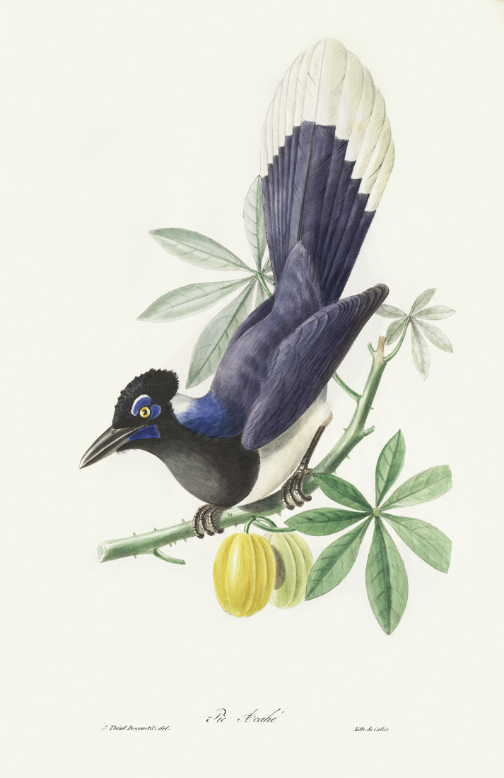 Descuortilz Birds of Brazil. Pie Acahé. Heritage Prints. Giclee Print