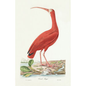 Descourtilz - Courlis Rouge Brilliant Birds of Brazil or Oiseau Brillans du Brésil. Museum quality giclee print.
