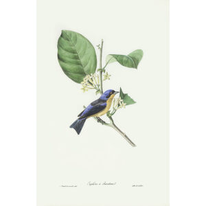 Descourtilz - Euphône à Bandeau Brilliant Birds of Brazil or Oiseau Brillans du Brésil. Museum quality giclee print.
