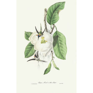 Descourtilz - Oiseau Mouche à deux Huppes Brilliant Birds of Brazil or Oiseau Brillans du Brésil. Museum quality giclee print.