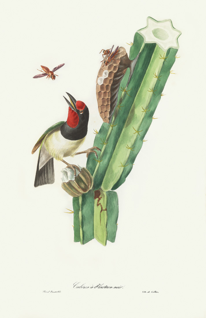 Descourtilz - Cabézon à Plastron noir Brilliant Birds of Brazil or Oiseau Brillans du Brésil. Museum quality giclee print.