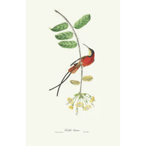 Descourtilz - Colibri-Topaze Brilliant Birds of Brazil or Oiseau Brillans du Brésil. Museum quality giclee print.