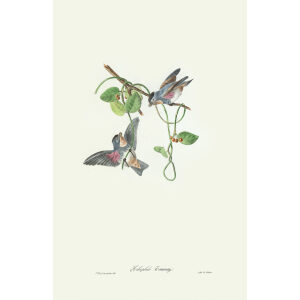 Descourtilz - Héliophile Taunay Brilliant Birds of Brazil or Oiseau Brillans du Brésil. Museum quality giclee print.