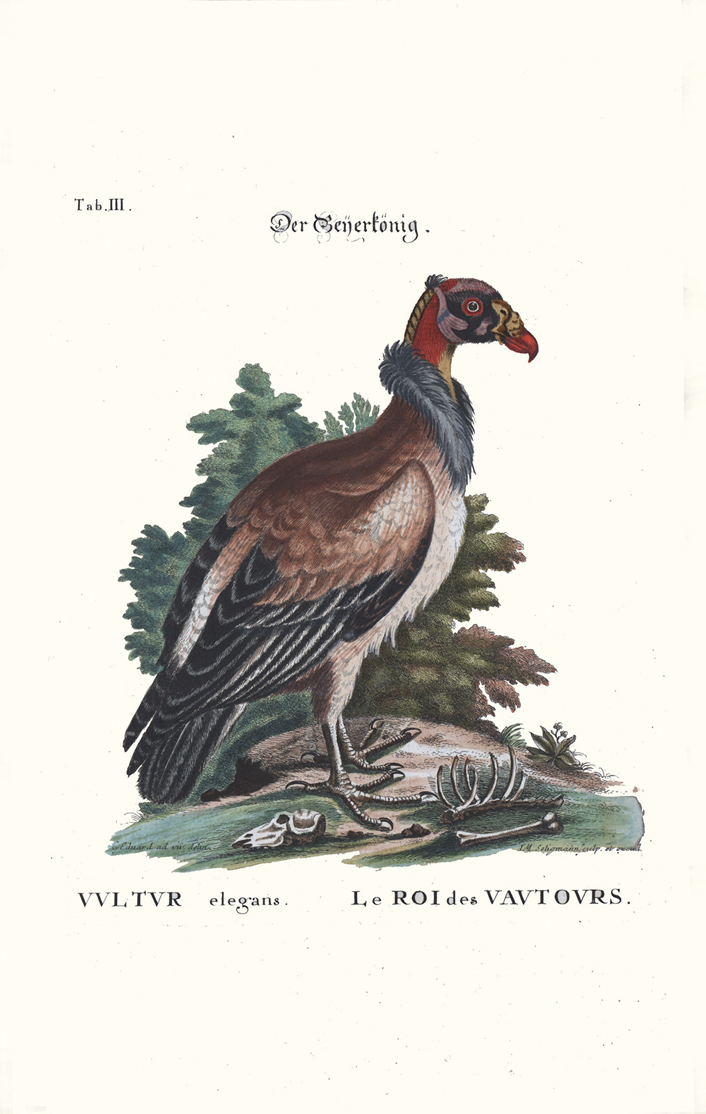 Seligmann - Der grosse gefleckte Guckguck - Image 2