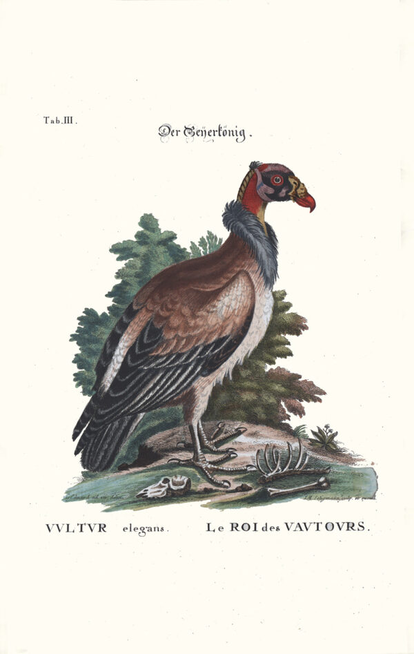 Seligmann - Der Curassovogel und der Cuscu - Image 2